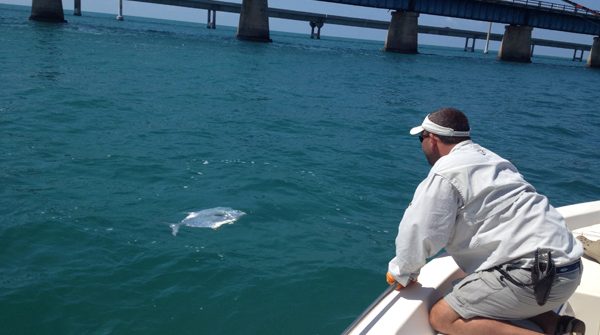 Trophy permit fish coming to the boat caught on a tarpon charter.