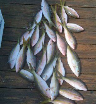 Day of snapper fishing off Marathon