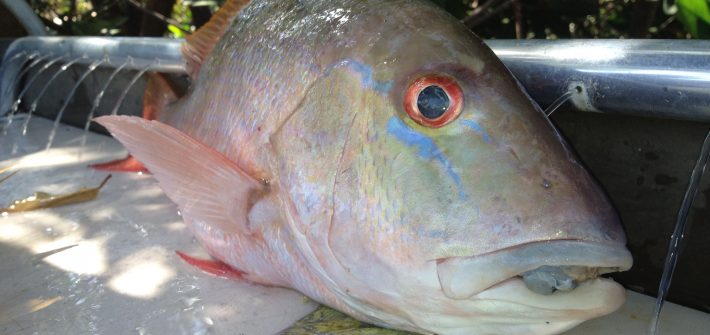 Mutton snapper caught off Marathon; these guys are tasty!