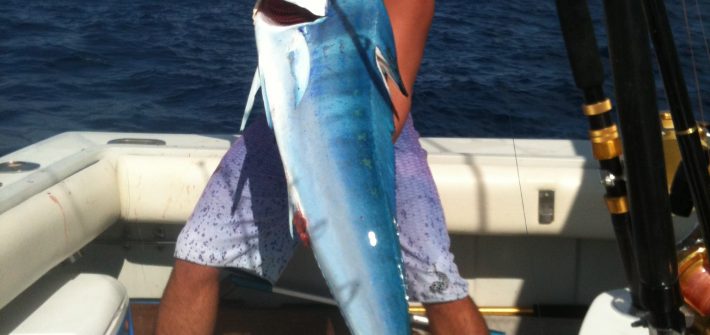 Big bull dolphin caught off Fort Lauderdale