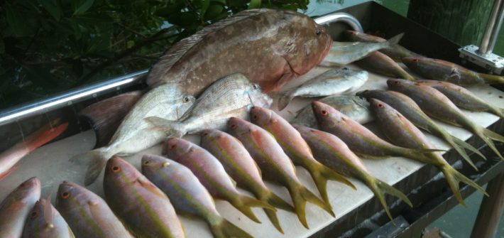 Half day charter off Marathon in the Fl Keys scores lots of snapper.