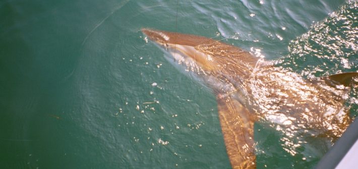 Silky shark coming to the boat.