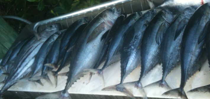 Blackfin tuna are thick at the hump! Take advantage and book your trip with Capt. Doug.