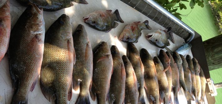 Plenty of mangrove snapper being caught off Marathon in the Fl Keys. Call Capt. Doug and before you book your next trip.