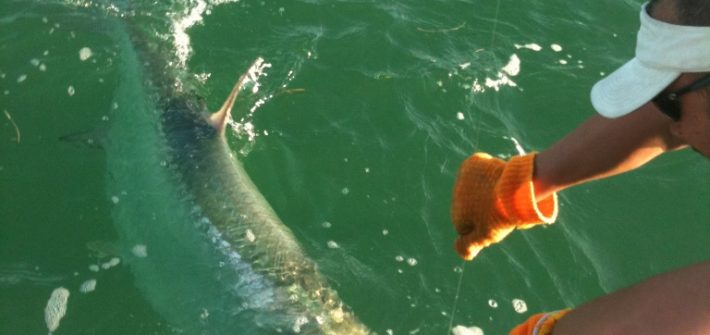 Tarpon coming to the boat. These fish are 80-120lbs on average.