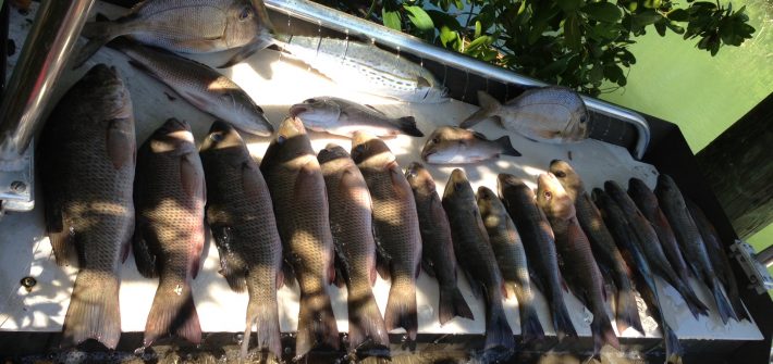 Mixed bag from a bay trip off Marathon. When the weather is bad we often fish the bay for snapper.