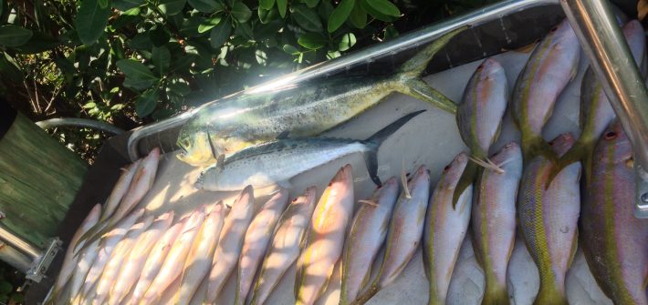 Great day fishing the reef off Marathon in the Fl Keys.