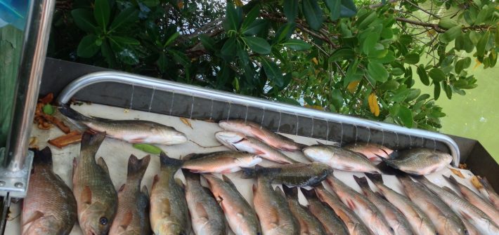 Snapper fishing off Marathon.