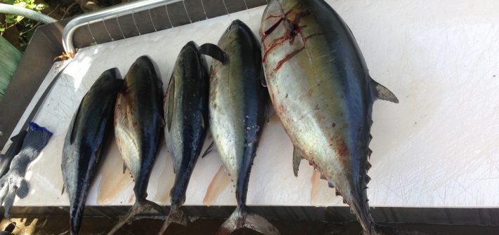 Blackfin tuna make for a tasty dinner. Come book a tuna charter off Marathon in the Fl Keys with Capt. Doug!