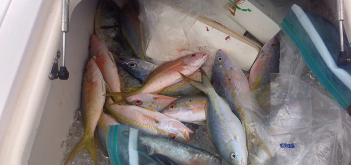 Box full of yellowtail snapper. There are plenty of yellowtail off Marathon. We caught this box full in a only a few hours!