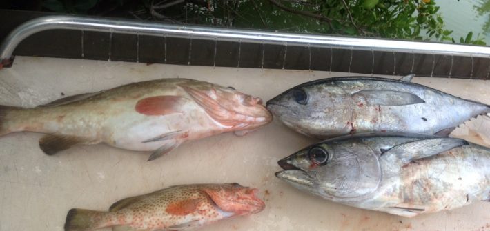 A pair of grouper and tuna made for a nice dinner after a charter off Marathon in the Fl Keys.