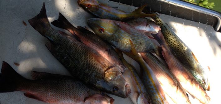 Mixed bag of snapper and sea trout off Marathon in the Fl Keys.