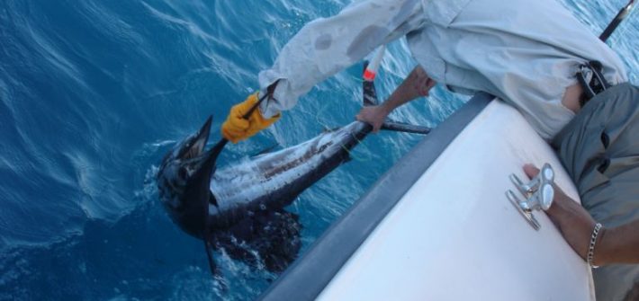 Sailfish charter off Marathon in the Fl Keys, sportfishing at its finest!