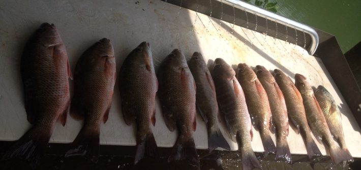 Limit off mangrove snapper off Marathon on a half day charter in the Fl Keys.