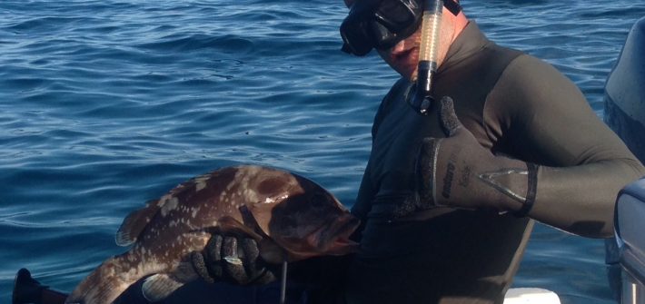 Brent shot this grouper in 25ft of water off Marathon in the Fl Keys. The Fl Keys offer great spear fishing year round.