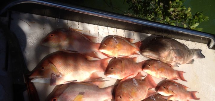 Plenty of hog snapper snapper shot on todays charter off Marathon in the Fl Keys. Come book your trip today.