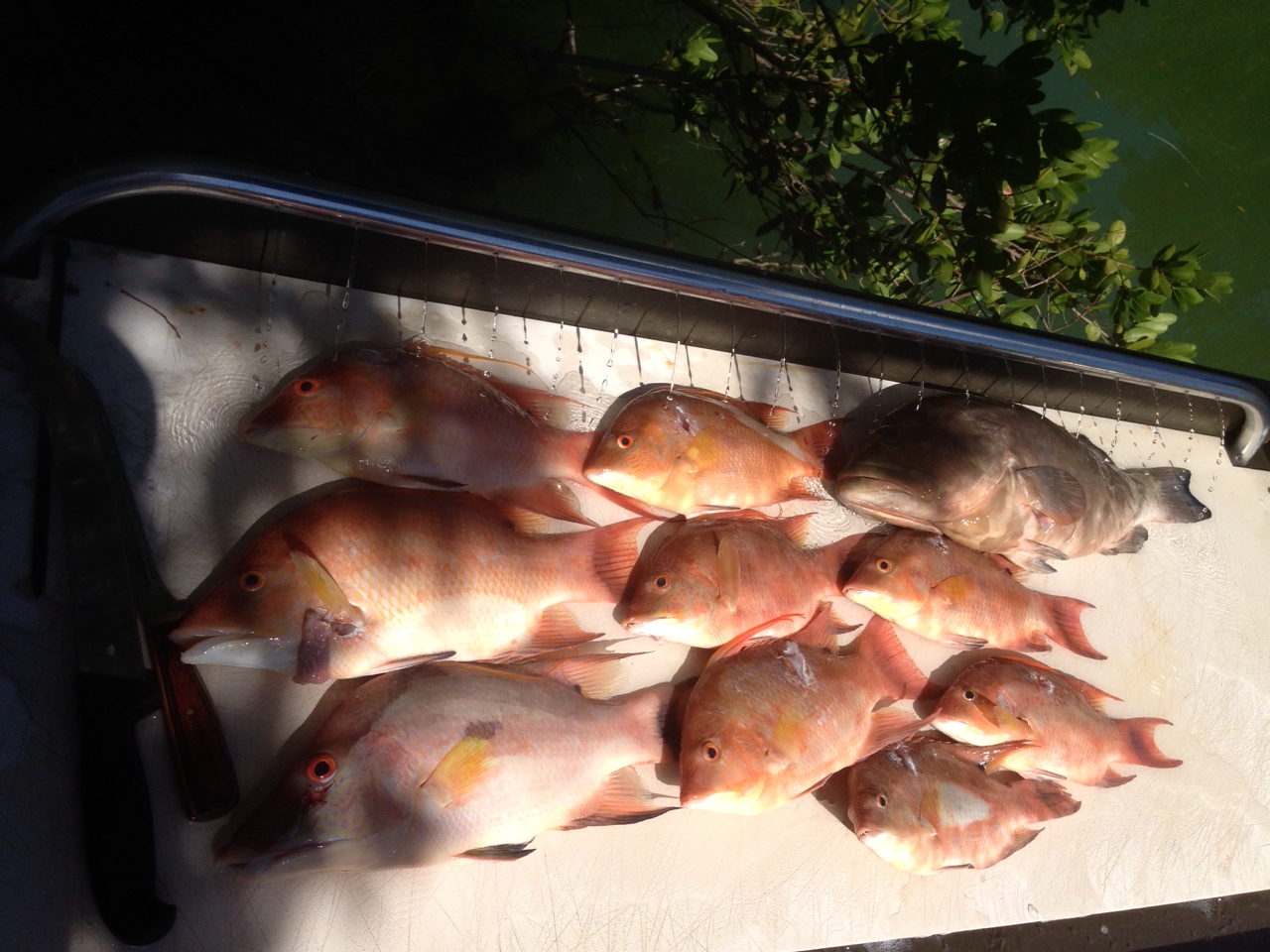 Marathon Hog Snapper Captain Doug Kelley