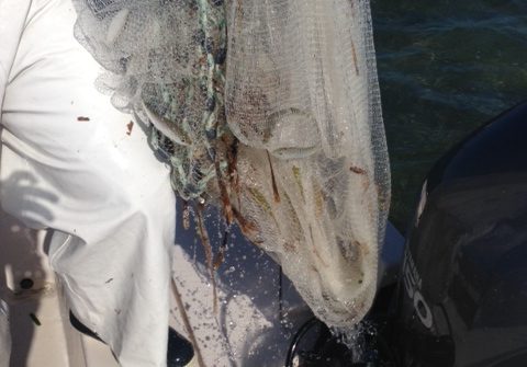 Catching live bait for our charters off Marathon in the Fl Keys. We netted about 1000 pilchards for our charters this week.