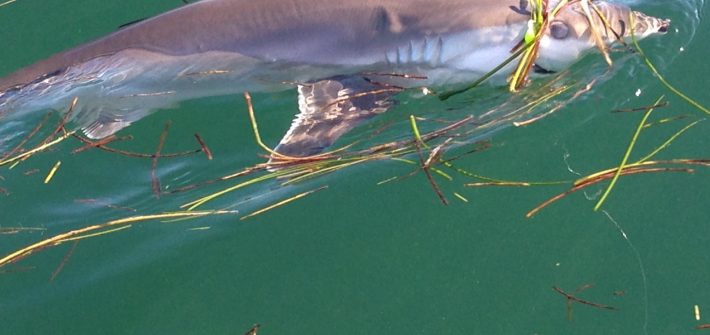 Reef shark coming to the boat off Marathon in the beautiful Fl Keys. Shark fishing in the Keys is some of the best in the Country.