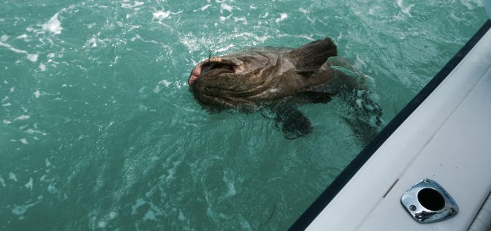 Wrecks in the Gulf off Marathon are loaded with big jewfish! Come charter our fishing boat and find out for yourself.