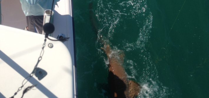 Big nurse shark fishing in the Gulf off Marathon in the Fl Keys.