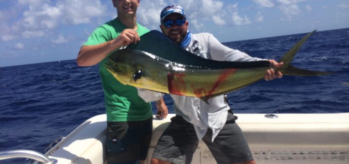 Big dolphin are showing up off Marathon. Come book your Fl Keys fishing charter today!