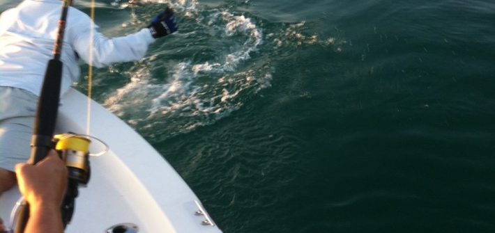 Tarpon coming to the boat for a release off theSeven Mile Bridge in Marathon. Tarpon fishing charters are prime this time of year!