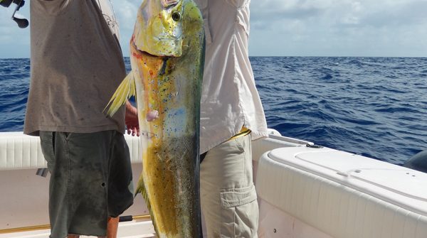 BIg cow dolphin caught on a offshore charter off Marathon