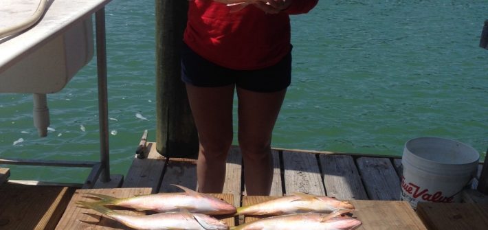 Yellowtail snapper charter fishing off Marathon. Our reef trips have been producing good numbers of snapper.