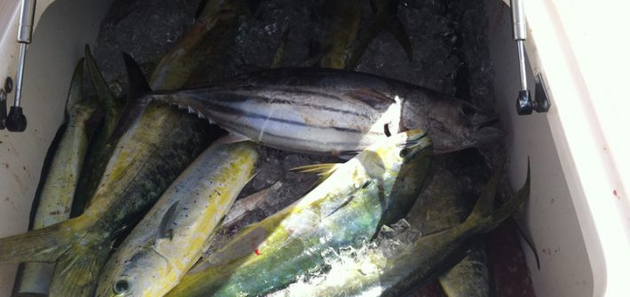 Fishing box full of dolphin and tuna on a full day charter off Marathon. If you are looking to fill the box the full day trip is the way to go!