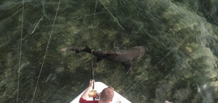 Shark fishing off Marathon in the Florida Keys.