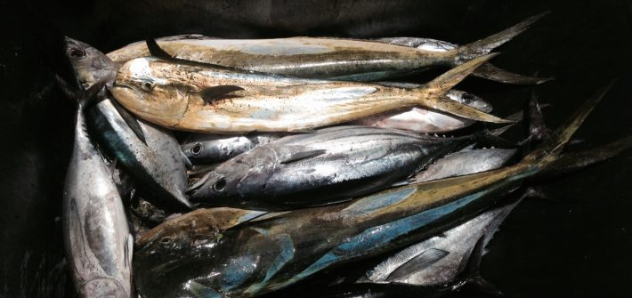 A mix of tuna and dolphin made for a great fishing charter off Marathon.