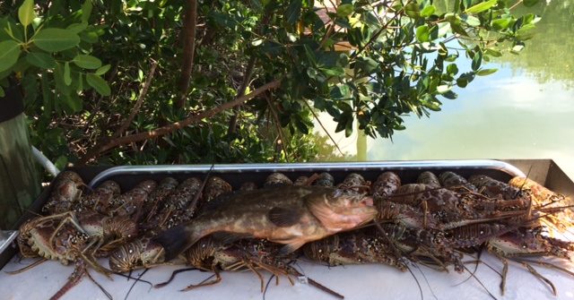 Lobster charter during mini season off Marathon in the Fl Keys