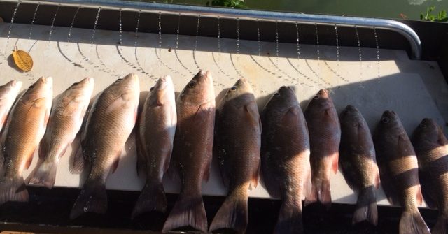 Night mangrove snapper charter fishing off Marathon in the Fl Keys.