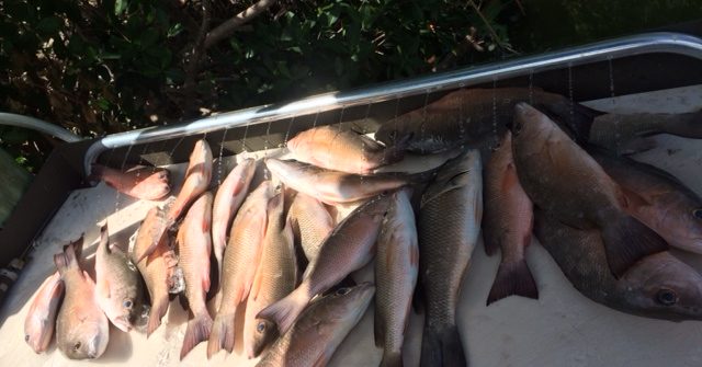 Night mangrove snapper fishing charter off Marathon in the Fl Keys.