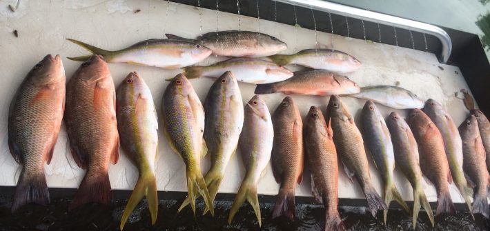 Another successful night snapper trip off Marathon in the Fl Keys.