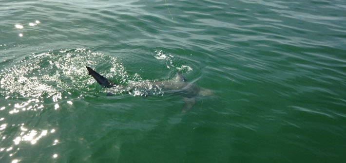 Big bull shark caught off Marathon last week. Shark fishing charters offer exciting action with big fish.