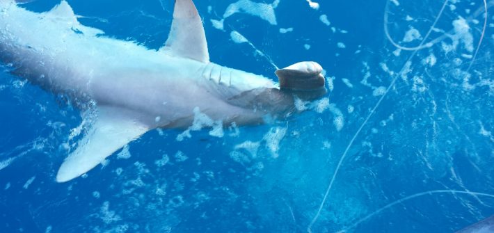 Hammerhead shark caught on a offshore fishing charter off Marathon in the Florida Keys.