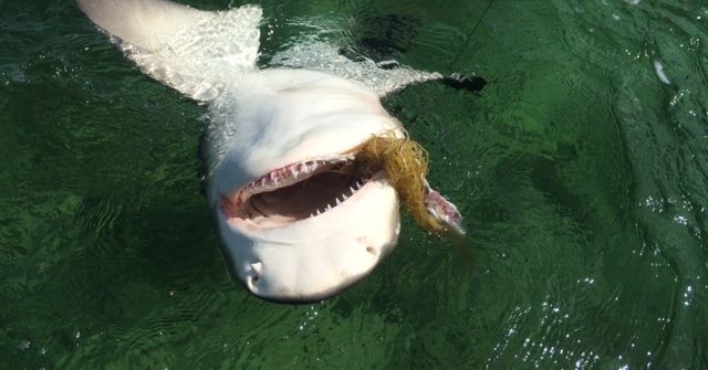 Shark fishing charters off Marathon are producing great numbers of big fish.