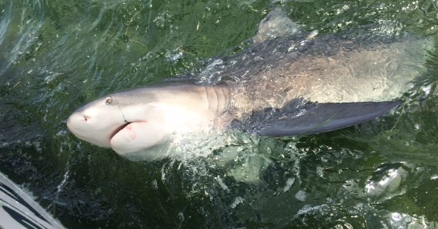 Bull shark caught off Marathon on a shark fishing charter.