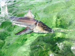 Spinner shark caught on a 6hr shark charter off Marathon with Capt. Doug.