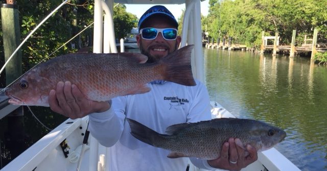 Big mangrove snapper caught in the bay off Marathon Fl Keys fishing charters.