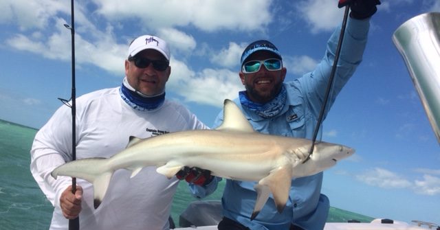 Wayne caught this blacktip shark fishing wrecks in the Gulf off Marathon in the Fl Keys with Capt. Doug.