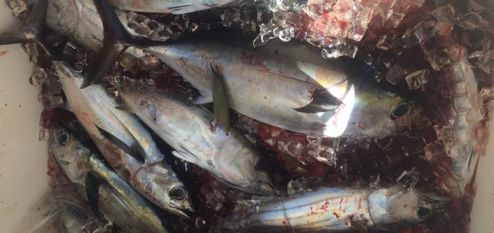 A box full of blackfin tuna after an offshore fishing charter with Capt. Doug is common. Make sure to ask about our special tuna charters.