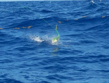 Look at the colors of this dolphin being caught with Capt. Doug on the Hooked Up II on an offshore fishing charter. Marathon has great offshore and inshore fishing this time of year.