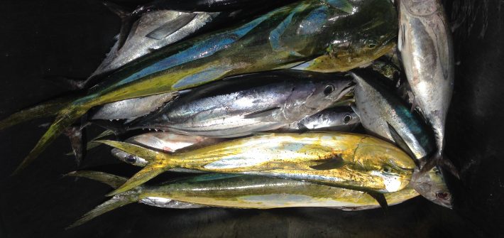 Full box of tuna and dolphin from a offshore charter off Marathon in the Fl Keys with Capt. Doug on the “Hooked Up II”.