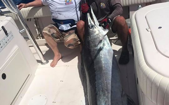 300lb blue marlin. Released unharmed after a few quick photos.