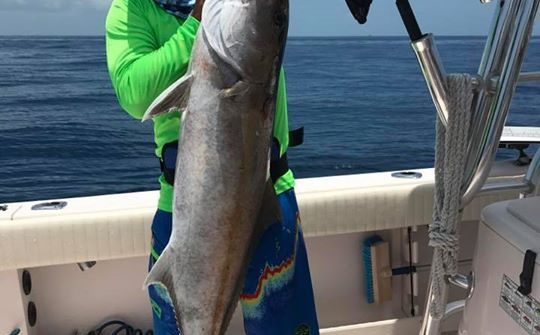 Another amberjack for the day.