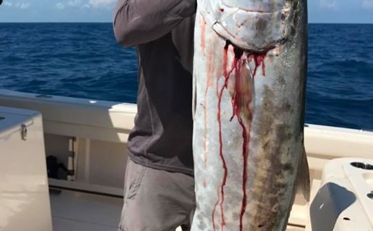 Big amberjack wreck fishing this afternoon!