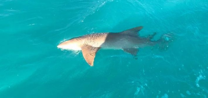 Big nurse shark to start the day.